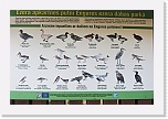 5 Lake Engure birds 8961 * 900 x 600 * (412KB)